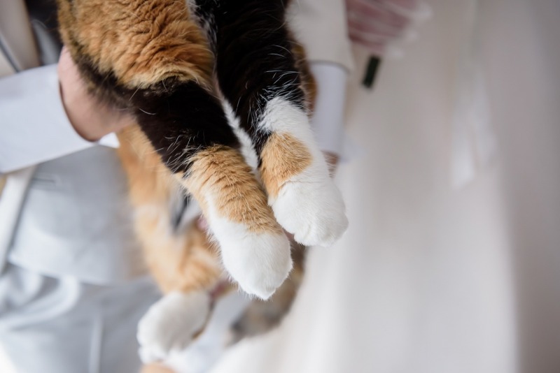 ねこちゃんのおてて