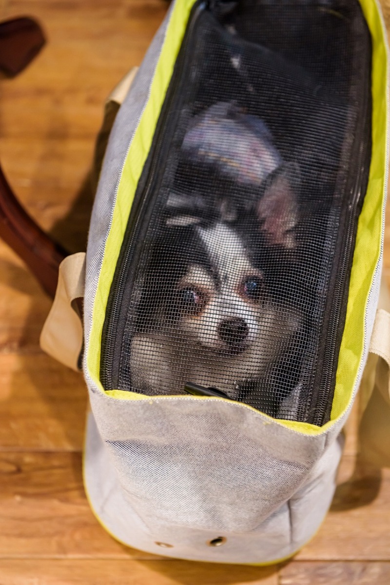 わんちゃん待機中