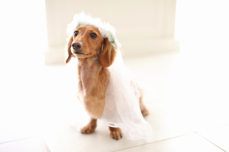 わんちゃんだっておめかしおめかし