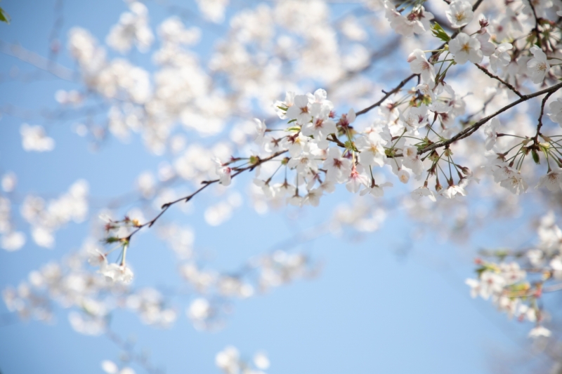桜が満開の良く晴れた日の結婚式
