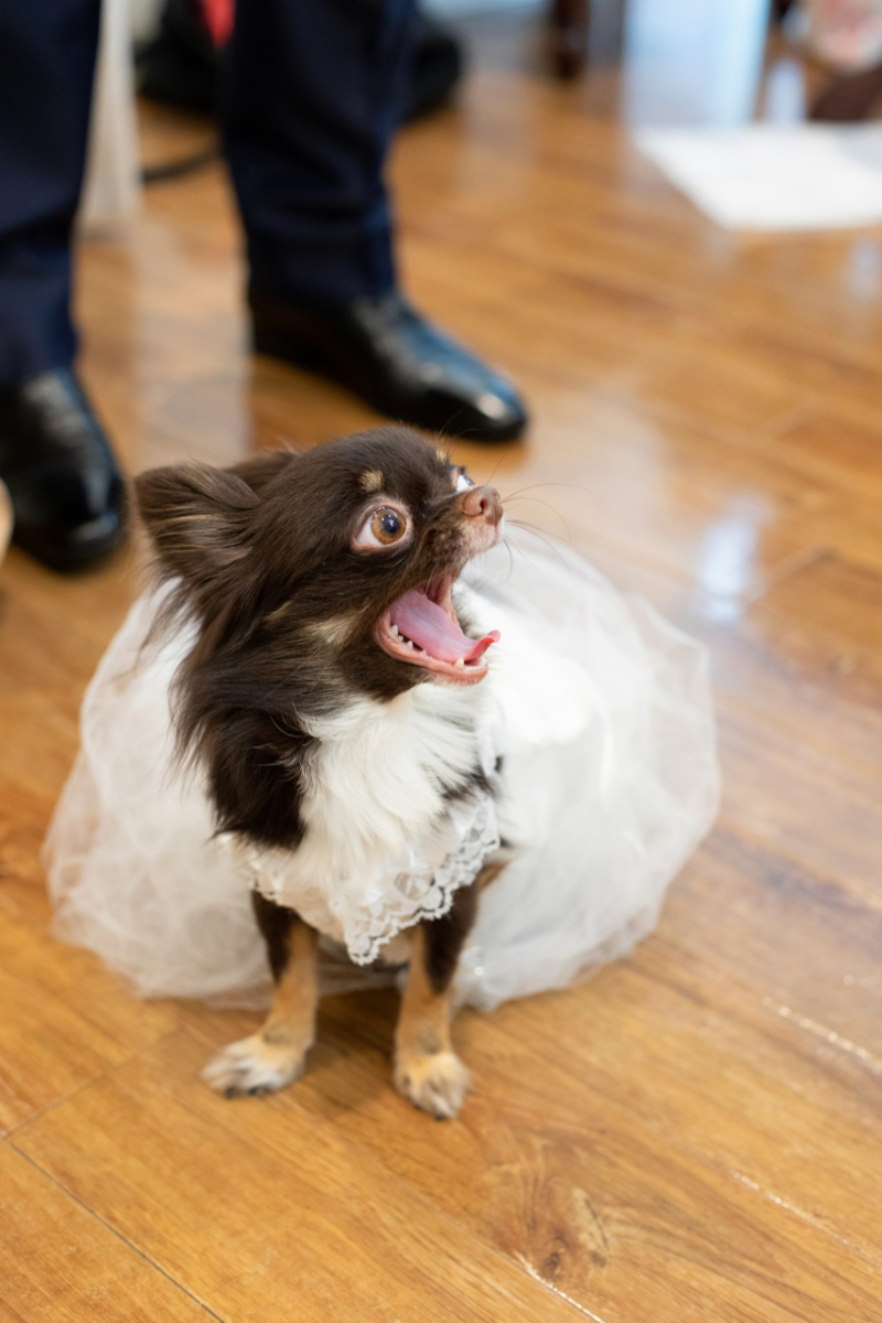 ワンちゃんもドレスでおめかし！