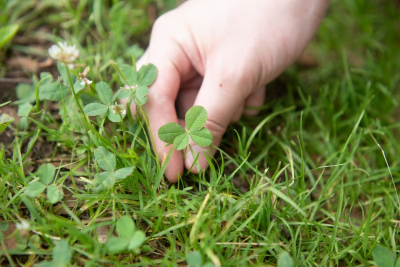 四葉のクローバーを発見