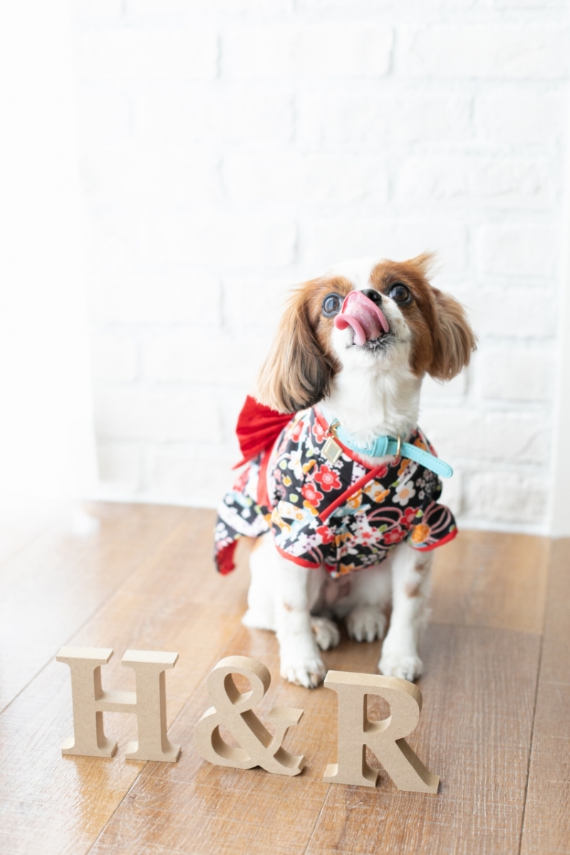 ワンちゃんも一緒に撮影