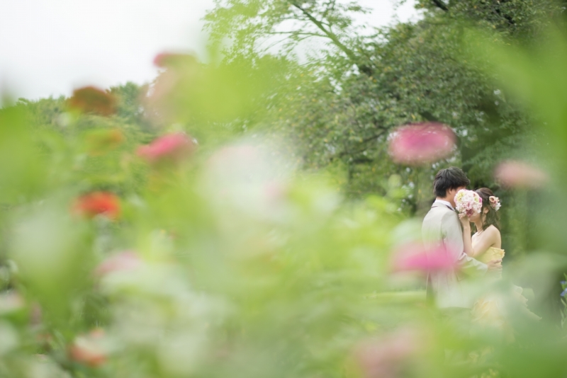 コスモスが咲いていました