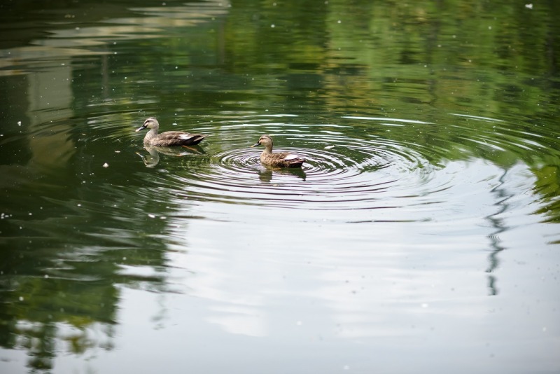 池では鴨がすいすいすい