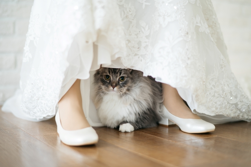 花嫁様の足元にかくれて