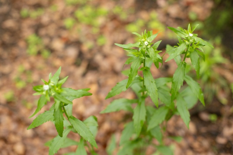代々木公園に到着