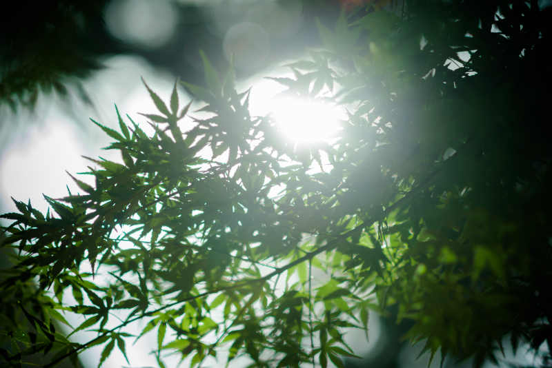 空の木漏れ日も