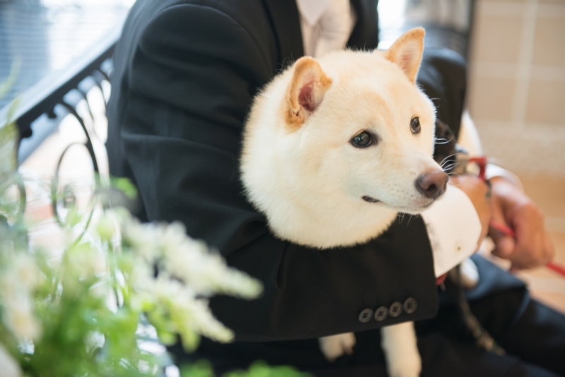 わんちゃんも見守ってくれてます