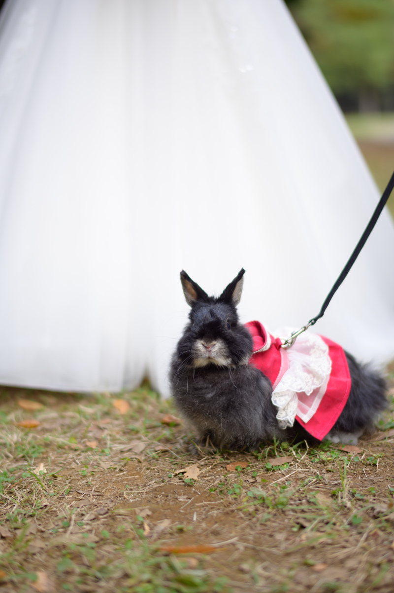 うさちゃんもおめかし