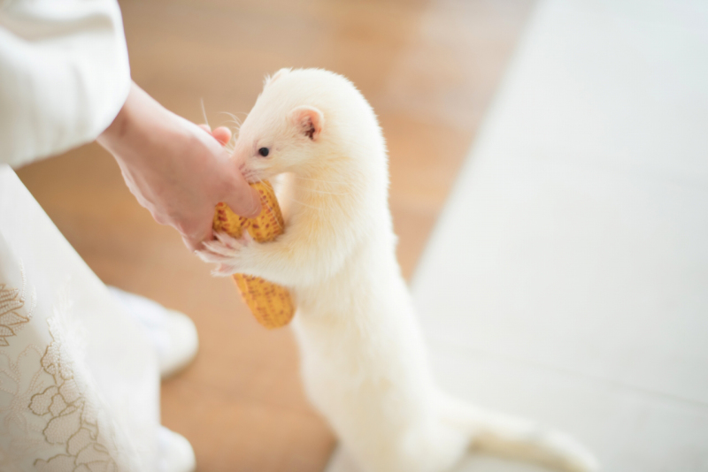 真っ白なフェレットちゃん