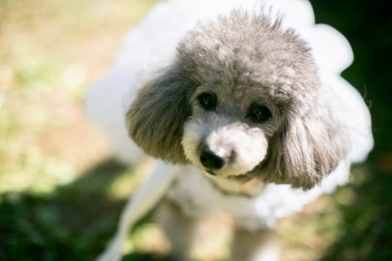 ワンちゃんもおめかし