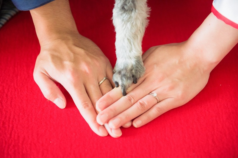 わんちゃんだって手合わせに参加♥