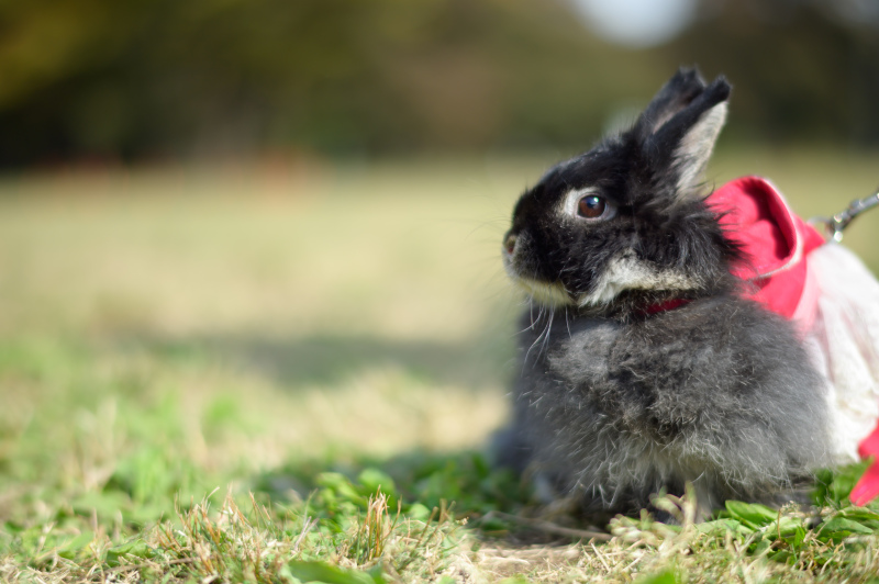うさちゃんのソロショット