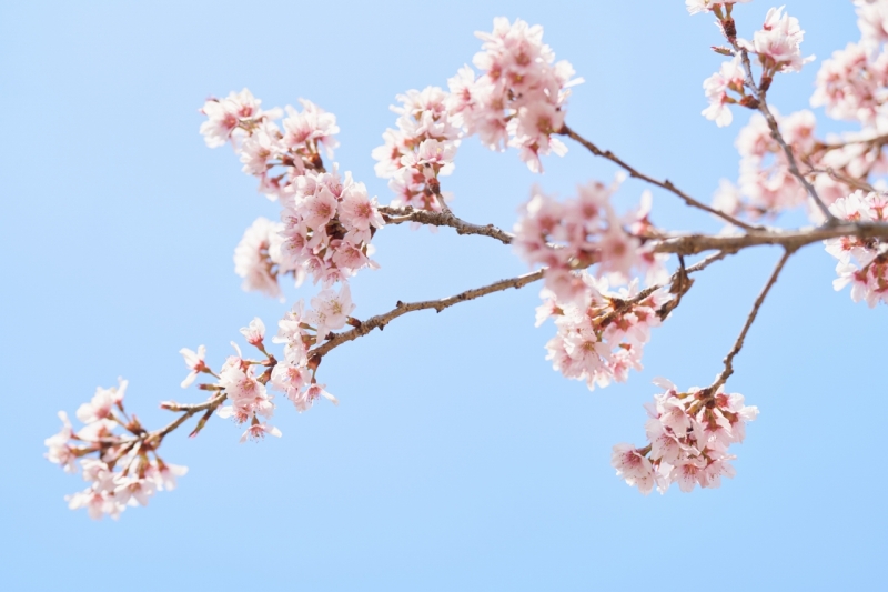 桜も咲いていましたよ～！