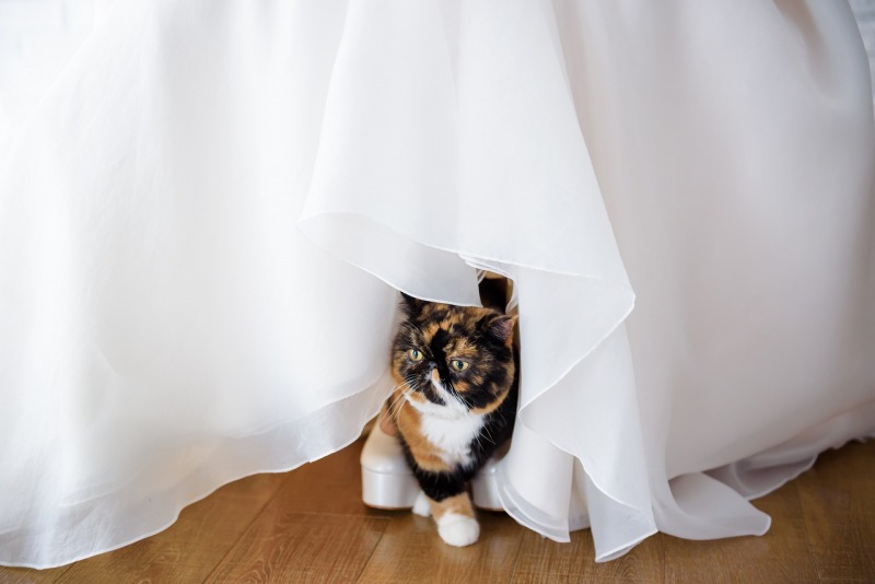 ドレスの中からこんにちは