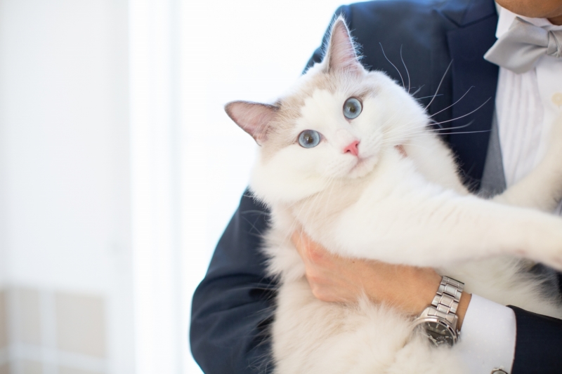 猫ちゃんと一緒にフォトウエディング！