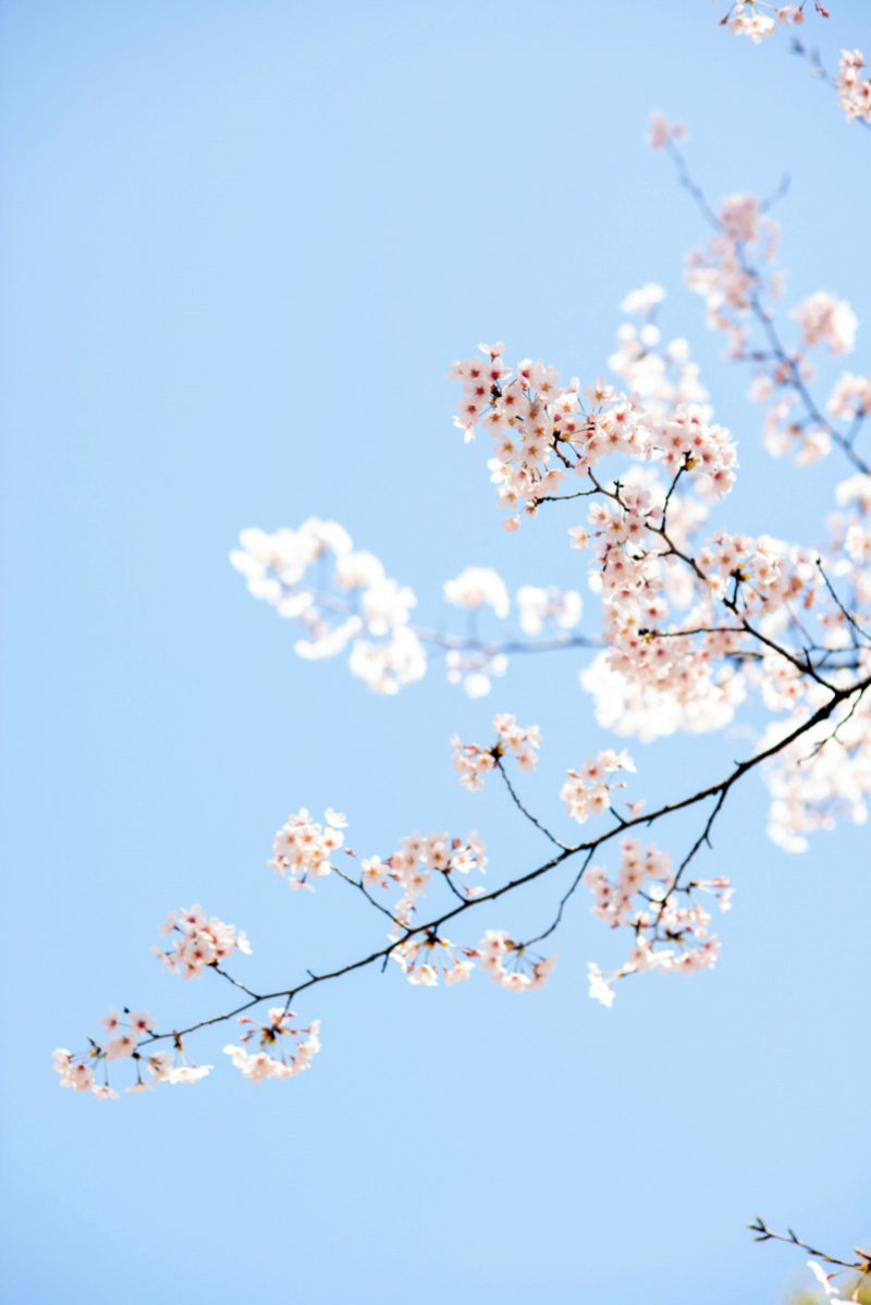 桜と一緒にフォトウエディング