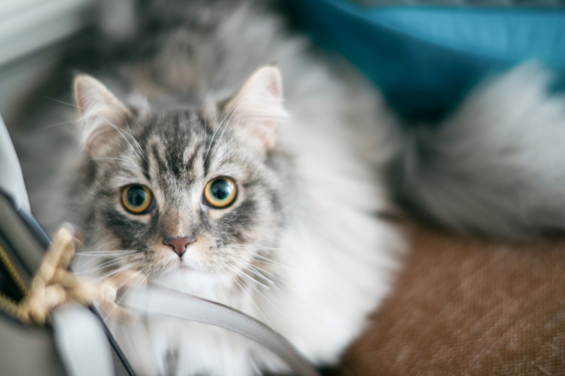 美しい猫ちゃん