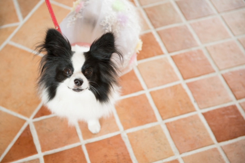 ご実家のわんちゃんも参戦！