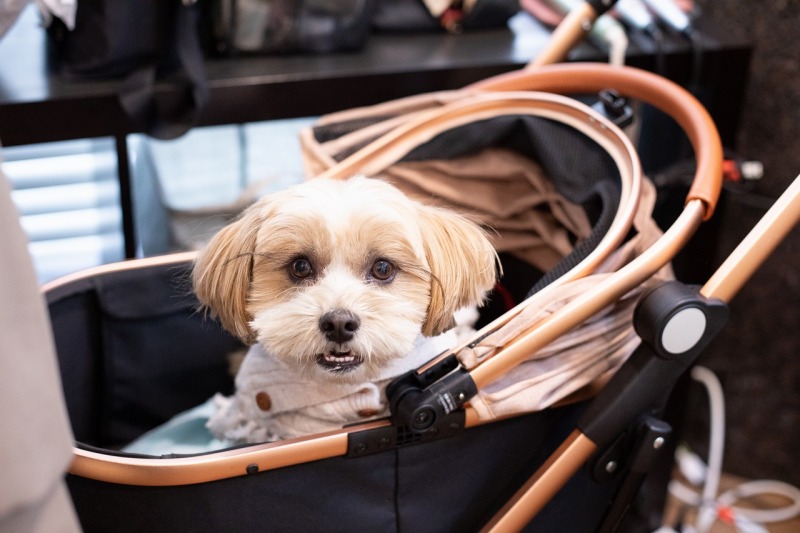 ワンちゃんと一緒にスタジオ撮影