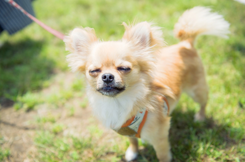 わんちゃんと一緒に和装撮影！