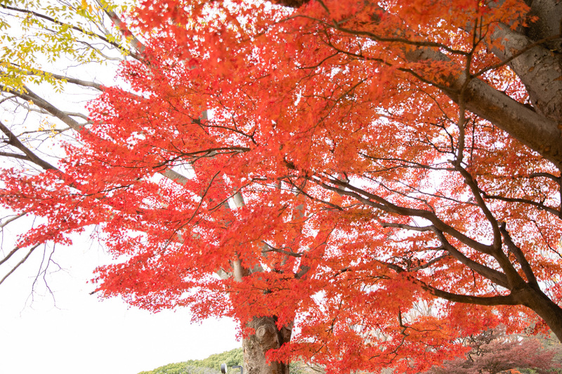 12月上旬もまだまだ紅葉していました！