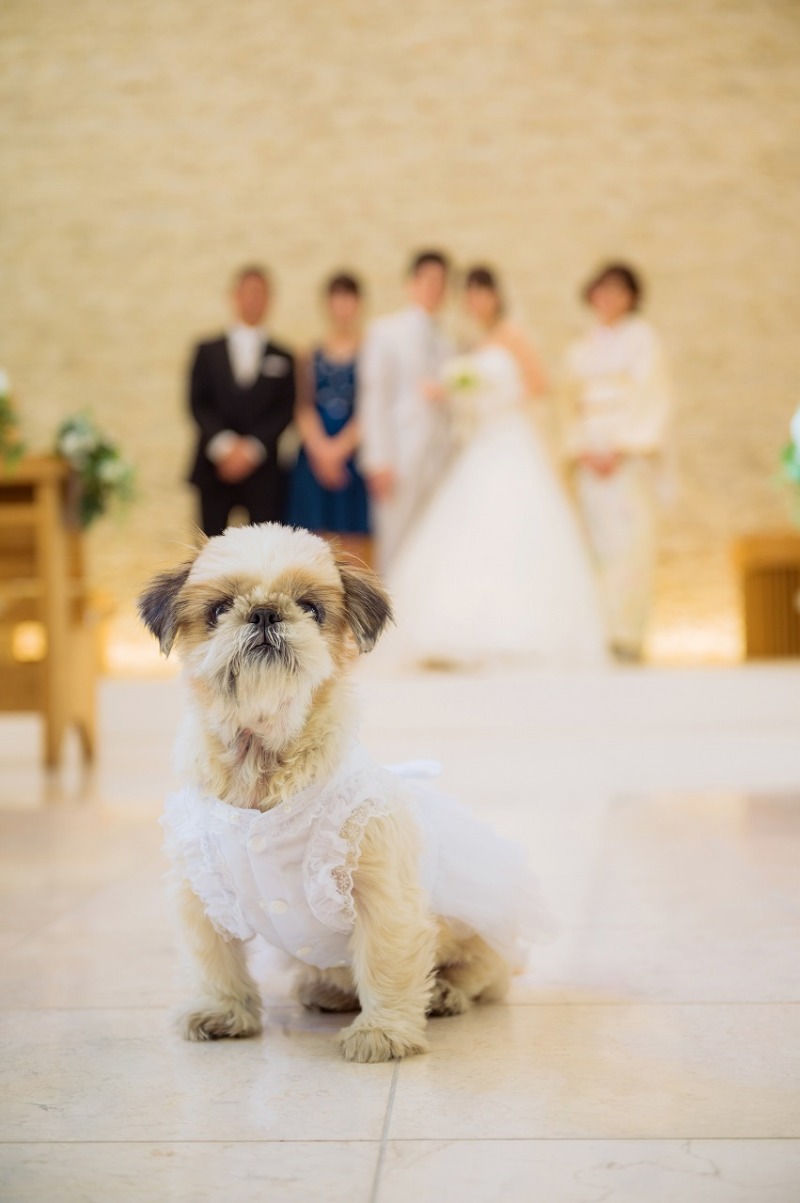 わんちゃんだって大切な家族の一員