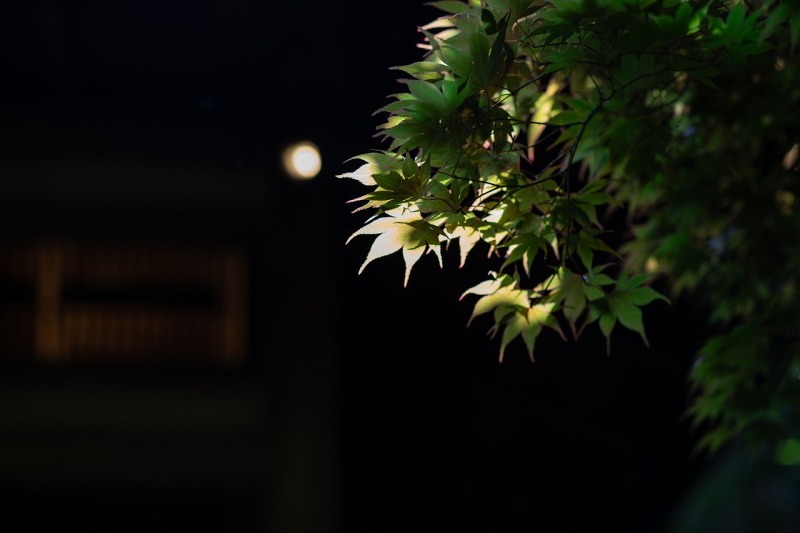 まるで絵画のように