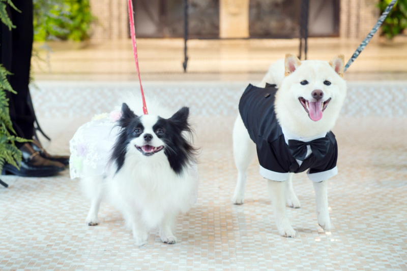 わんちゃんもお疲れさまでした！