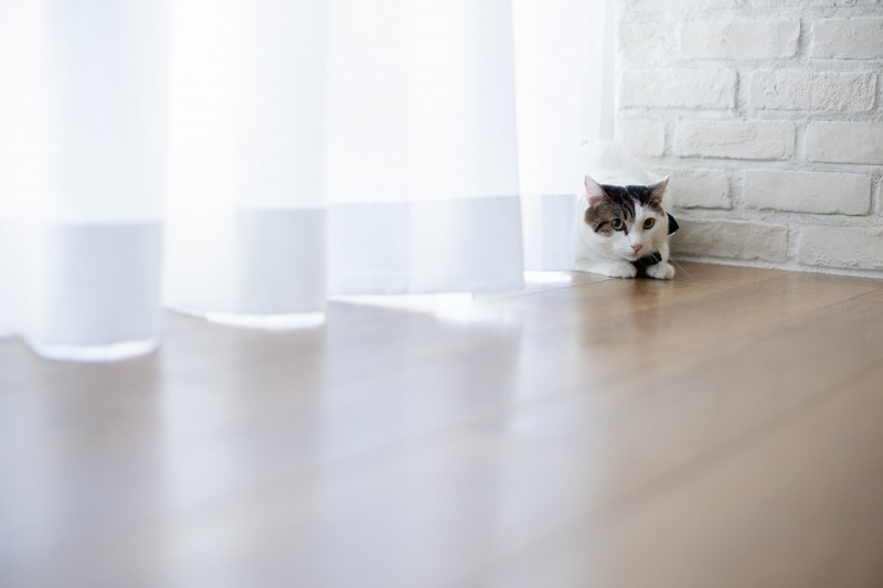 ゲストは猫さん