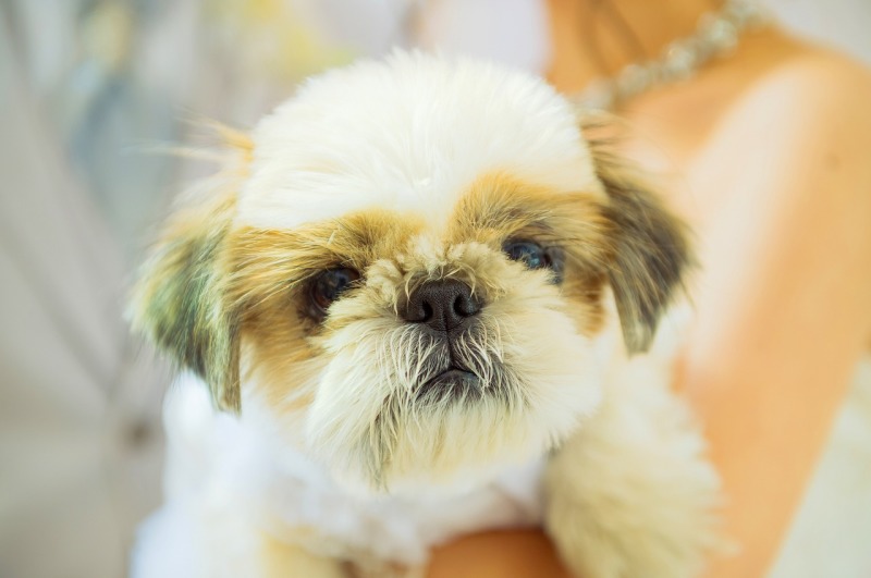 全ての点においてエクー様を選んで良かったと心から感謝。（チャペルフォト）