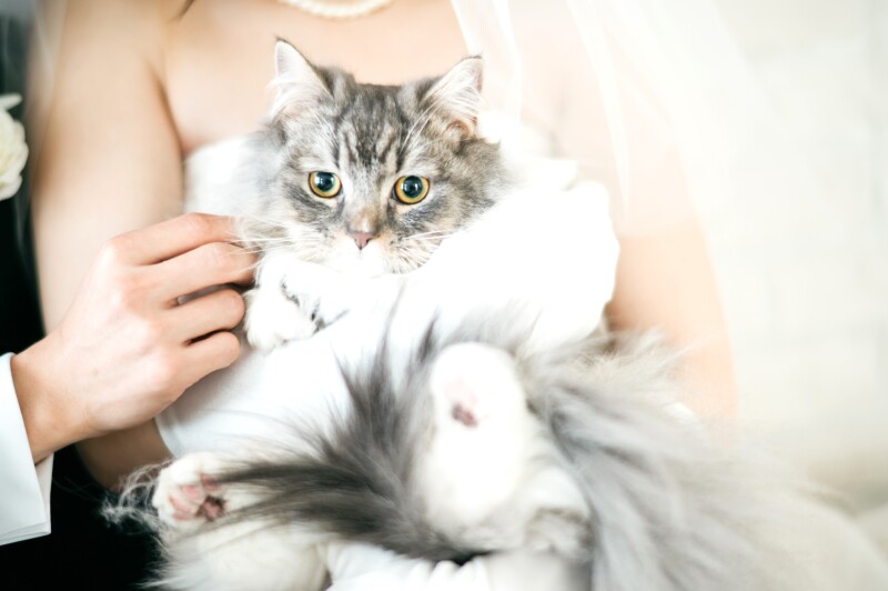 写真だけの結婚式　ecoo（エクー）_ペットと一緒に撮影できる