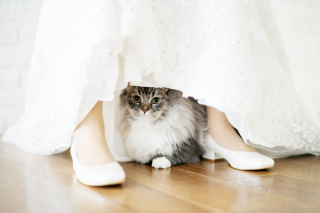 写真だけの結婚式　ecoo（エクー）