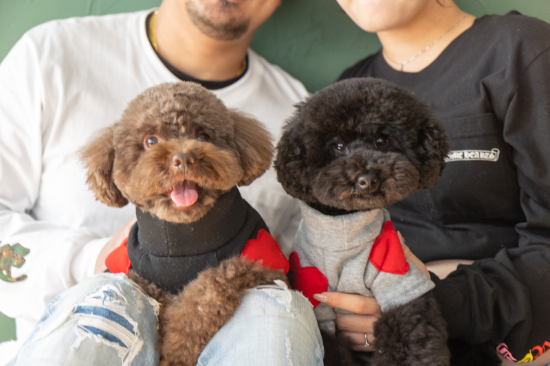 ワンちゃんとマタニティフォト