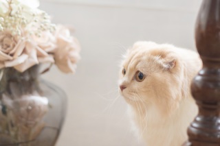 猫ちゃんと残すフォトウェディング