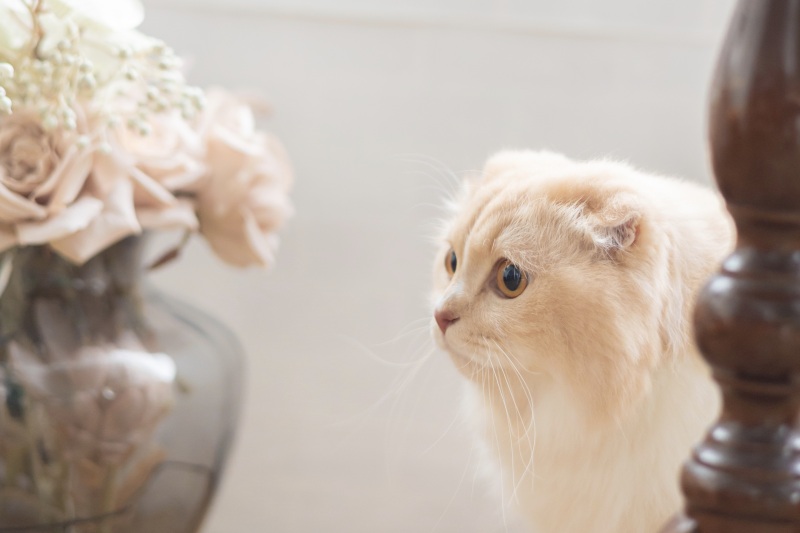 猫ちゃんと残すフォトウェディング