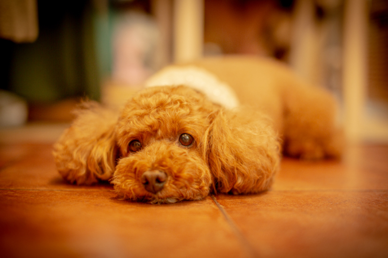 眠くてたまらない様子(=_=)