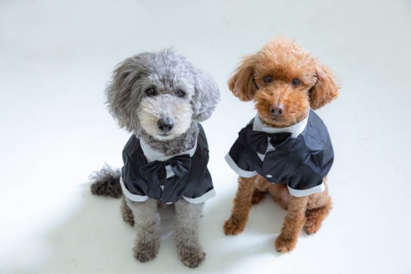 ワンちゃんもバッチリ