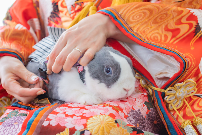 うさちゃんソロショット