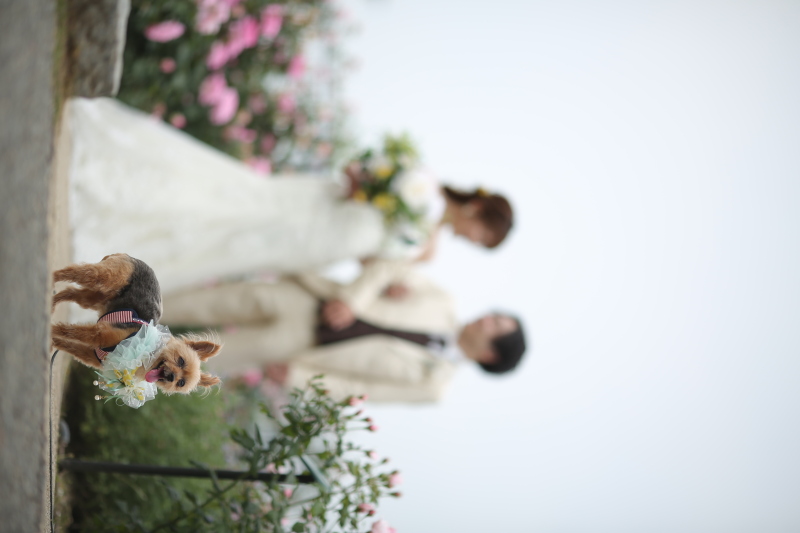 ワンちゃんも一緒に♪