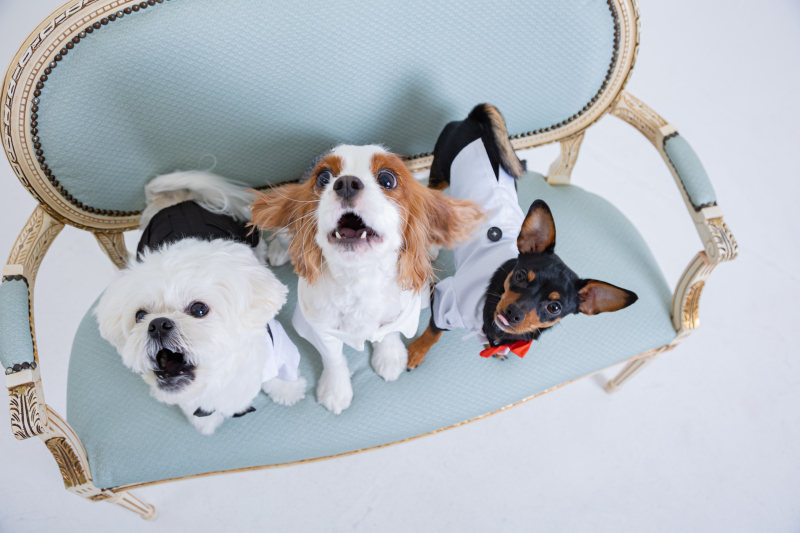 3匹のワンチャン!