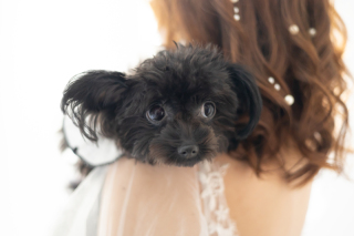 ワンちゃんとソロウェディング