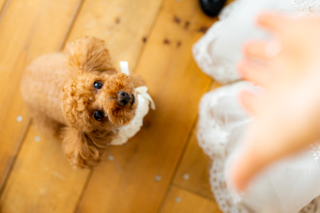 愛犬と一緒にフォトウェディング♡