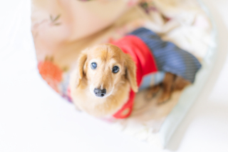 大切なワンちゃんと