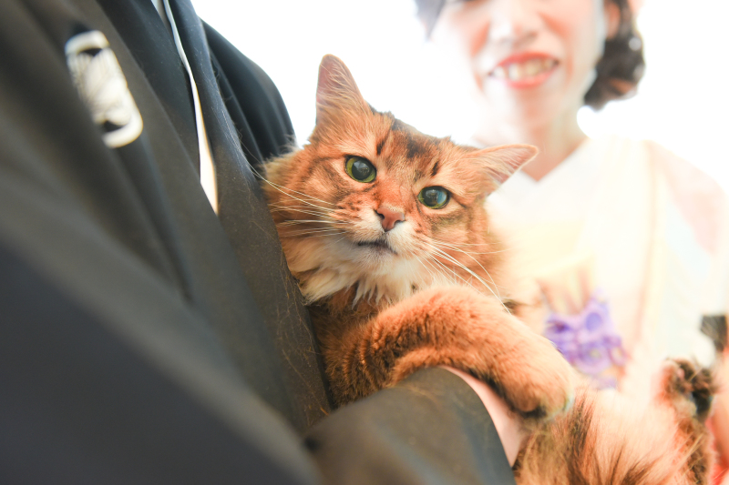 ネコちゃんと一緒に