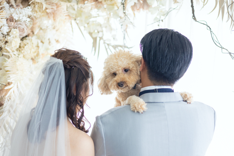 愛犬 × スタジオ撮影