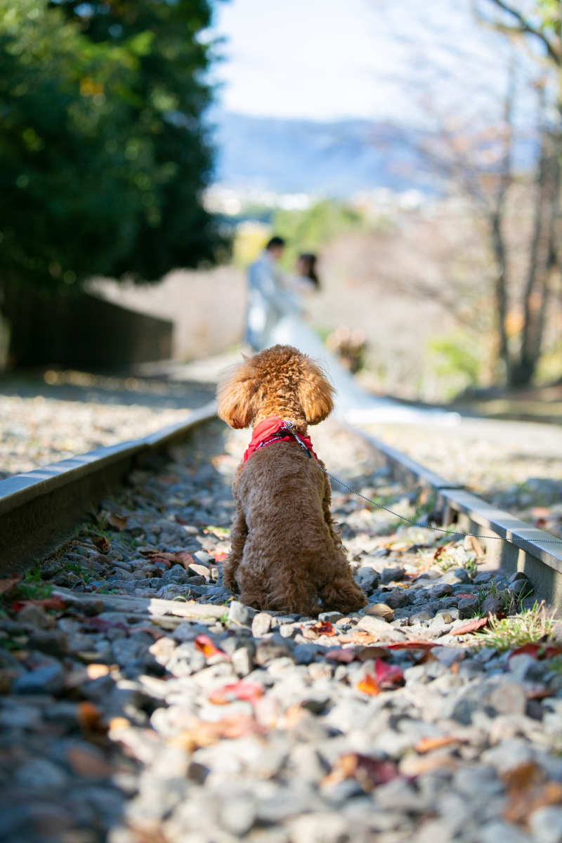 ワンちゃんのたくましいお背中
