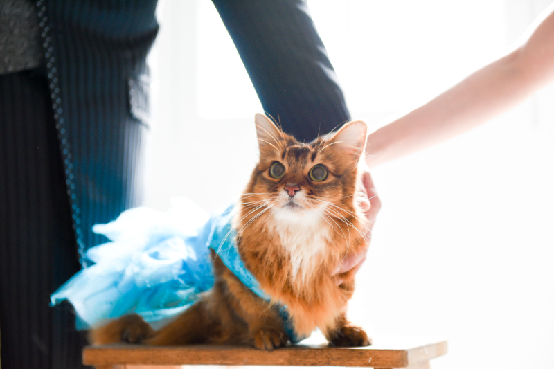 とっても美人ちゃん