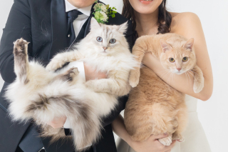 スタジオ マタニティウェディングフォト 画像